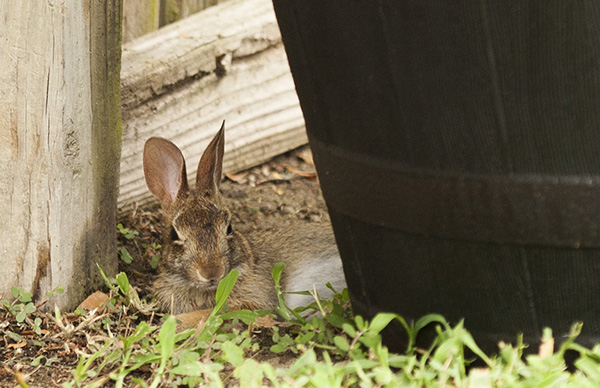 Rabbit July 20
