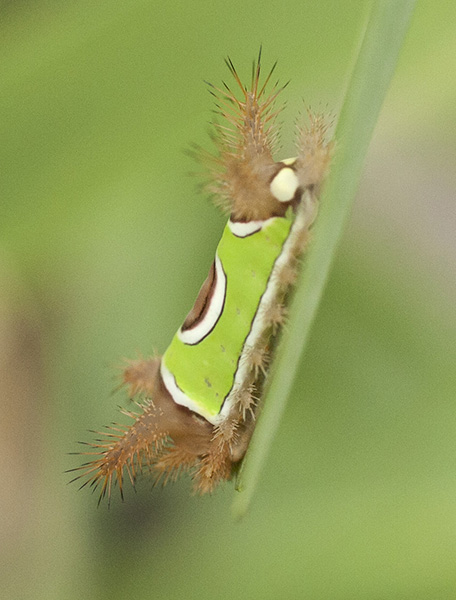 Saddleback Caterpillar July 31