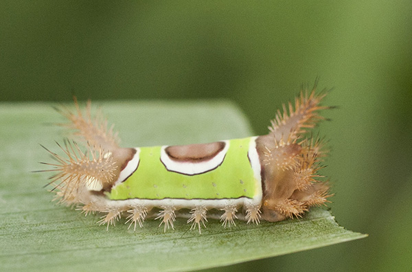 Saddleback Caterpillar July 31