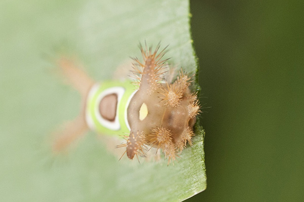 Saddleback Caterpillar July 31
