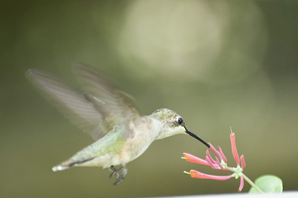 Hummingbird July 23