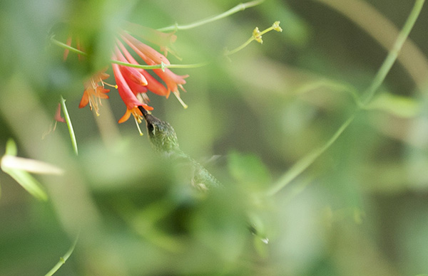 Hummingbird July 23