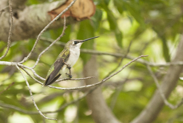 Hummingbird July 27