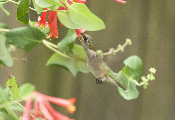 Hummingbird July 27