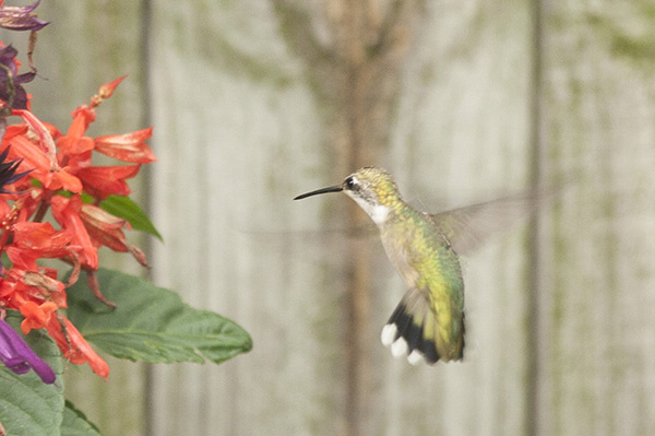 Hummingbird July 27