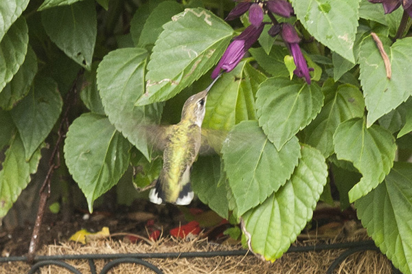 Hummingbird July 27