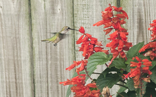 Hummingbird July 27