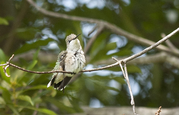 Hummingbird July 29