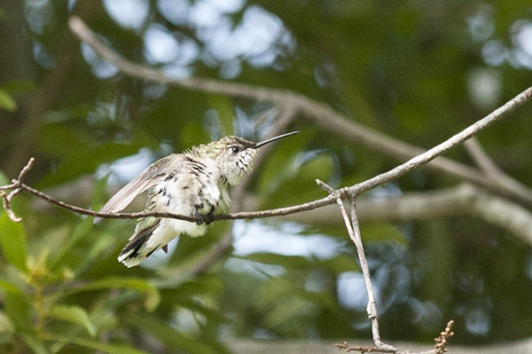 Hummingbird July 29