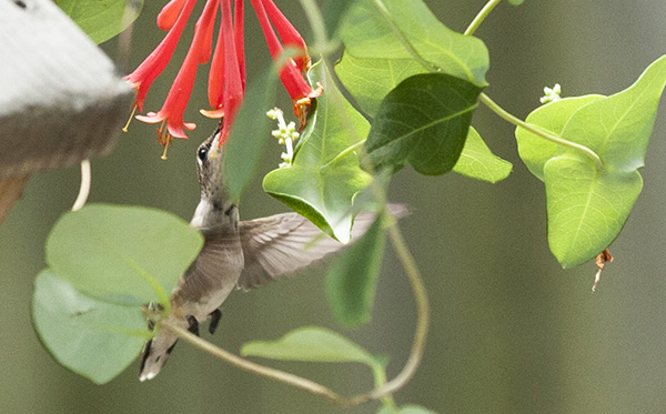 Hummingbird July 29