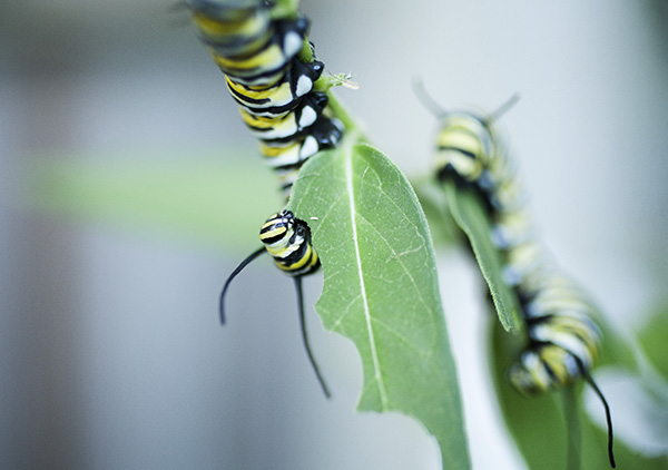Monarch Caterpillar Sept 22