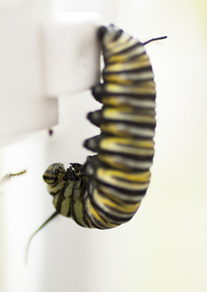 Monarch Caterpillar Sept 23