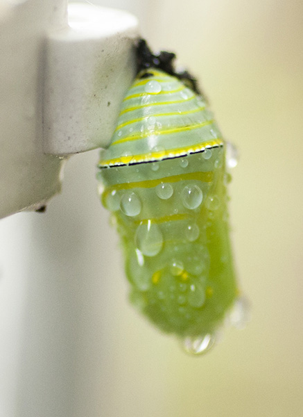 Monarch Caterpillar Sept 24