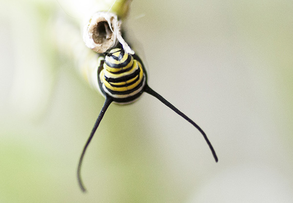 Monarch Caterpillar Sept 23
