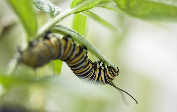 Monarch Caterpillar Sept 23