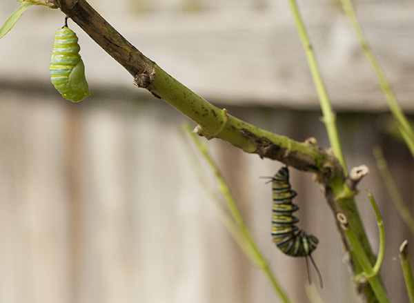Monarch Caterpillar Sept 25