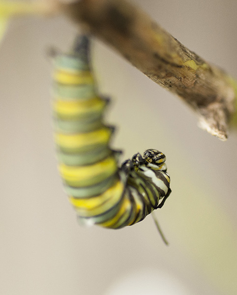 Monarch Caterpillar Sept 25