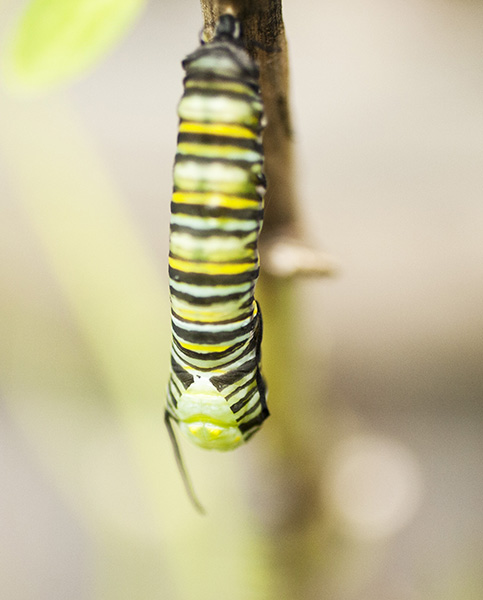 Monarch Caterpillar Sept 25