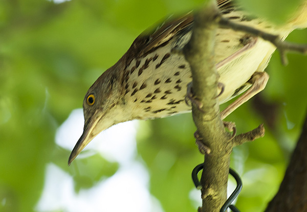 Brown Thrasher July 26