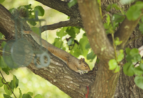 Squirrel July 8