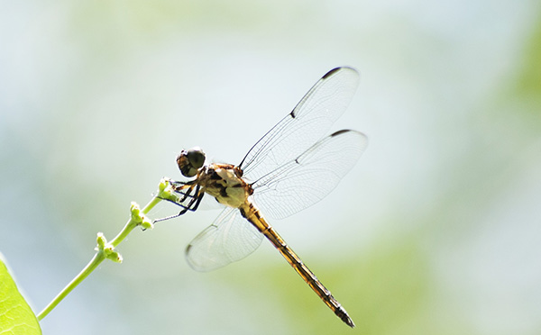Dragonfly June 26