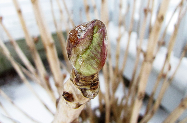 Hydrangea Feb 17