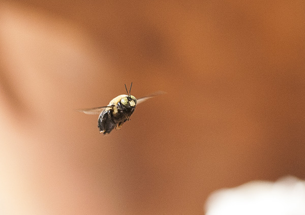 Carpenter Bees April 6