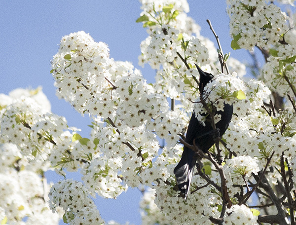 Grackle April 6