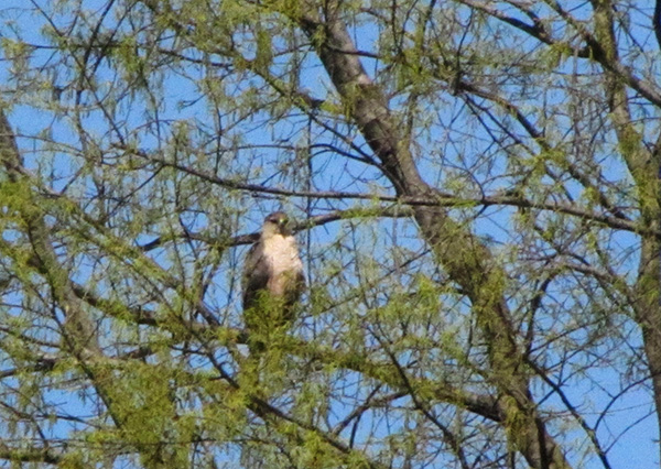 Hawk April 12