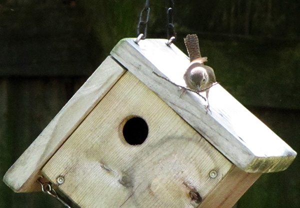 House Wren April 21