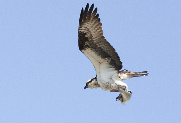 Osprey April 22