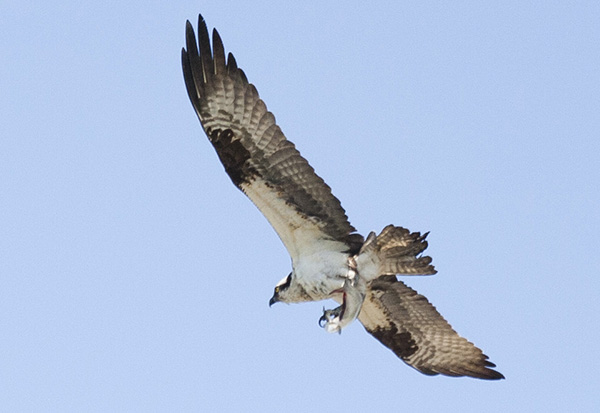 Osprey April 22