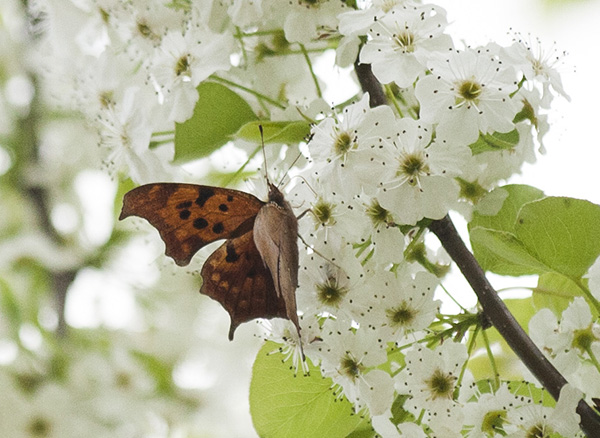 Question Mark April 10