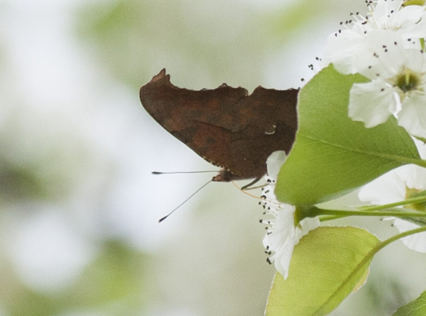 Question Mark April 10