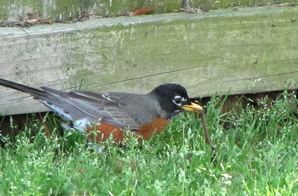 Robin April 22