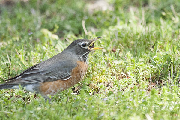 Robin April 22
