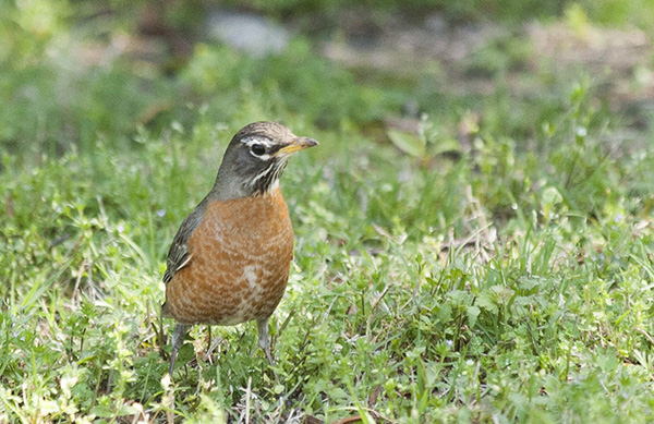 Robin April 22