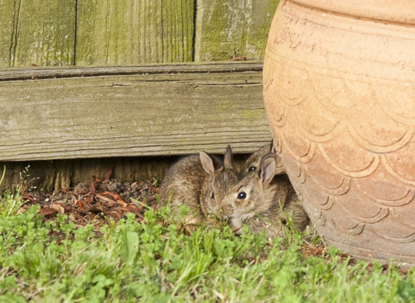 Rabbits May 13