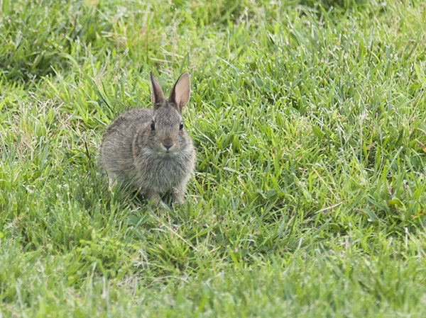 Rabbits May 26
