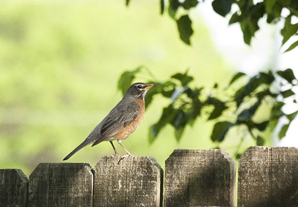 Robin May 6