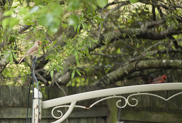 Cardinal May 11