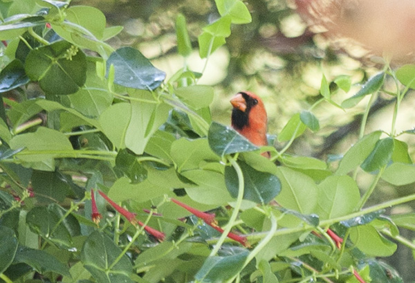 Cardinal May 11