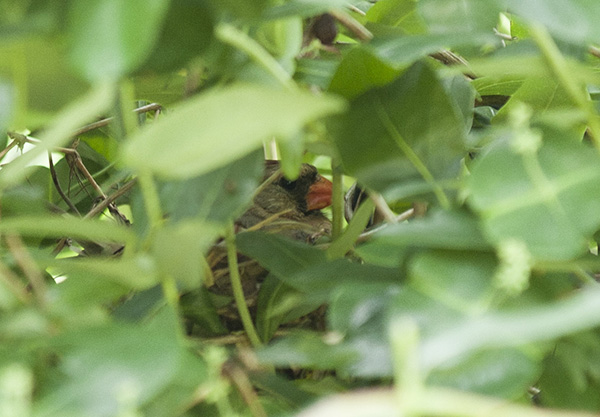 Cardinal May 19