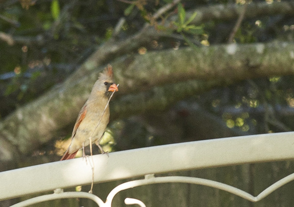 Cardinal May 9