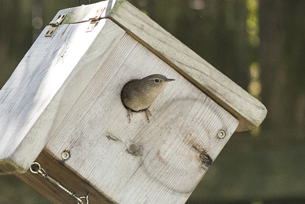 House Wren April 29