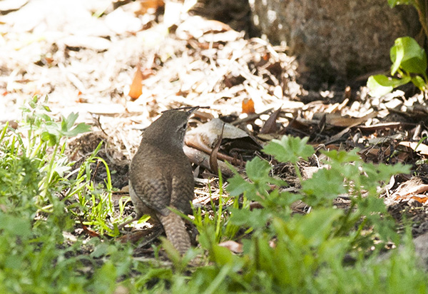 House Wren April 29