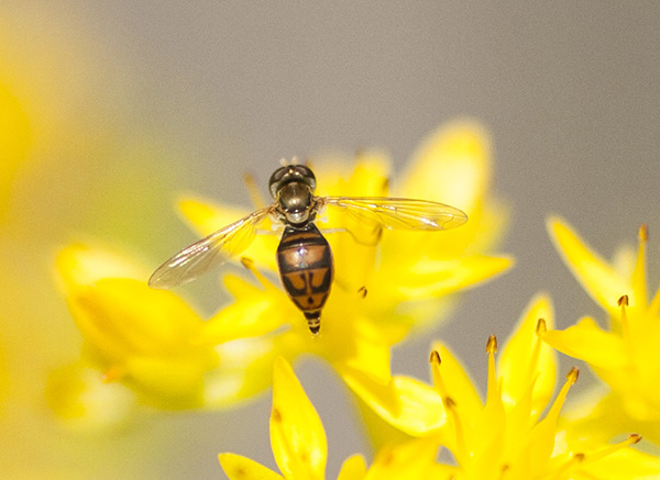 Hover Fly May 12