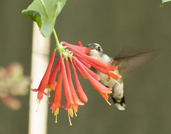 Hummingbird June 11