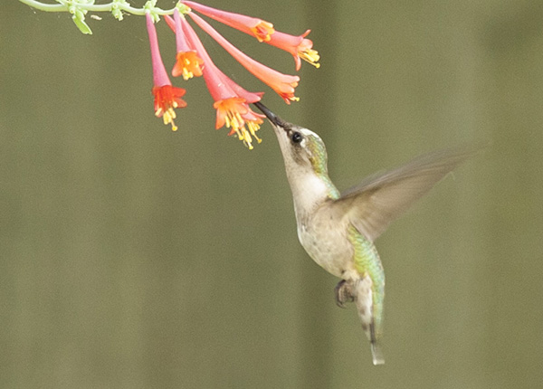 Hummingbird June 11