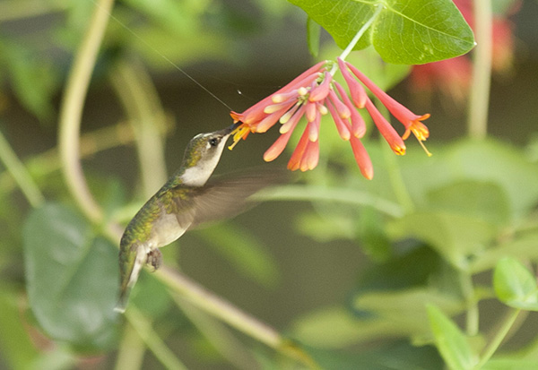 Hummingbird June 11